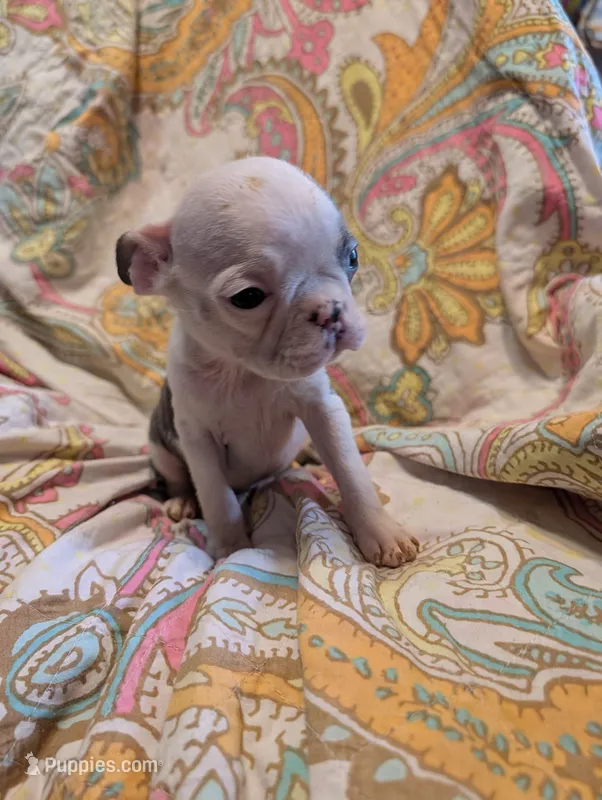 Blake – Boston Terrier puppy for sale in Grand Rapids, MN