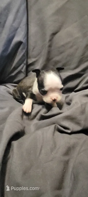 Lil B – Boston Terrier puppy for sale in Grand Rapids, MN