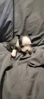 Lil B, a female Boston Terrier for sale in Grand Rapids, MN – 1 of 7