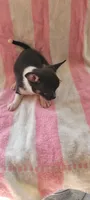 Hatter, a male Chihuahua for sale in Grand Rapids, MN – 2 of 3