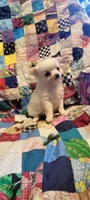 Snowball, a female Chihuahua for sale in Grand Rapids, MN – 6 of 7