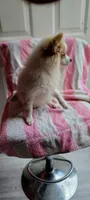 Wilbur, a male Pomeranian for sale in Grand Rapids, MN – 4 of 5