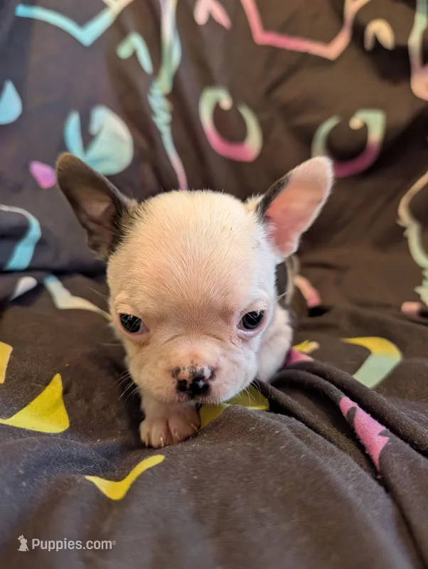 Roger – Boston Terrier puppy for sale in Grand Rapids, MN