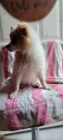 Wilbur, a male Pomeranian for sale in Grand Rapids, MN – 2 of 5
