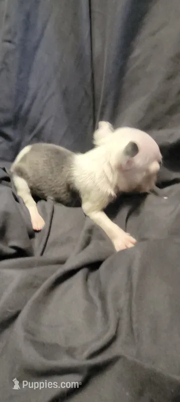 Blake – Boston Terrier puppy for sale in Grand Rapids, MN