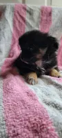 Timid timmy, a male Pomchi for sale in Grand Rapids, MN – 4 of 4