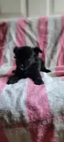 Mittens, a female Pomchi for sale in Grand Rapids, MN – 5 of 5