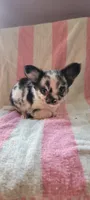 Jabberwacky, a male Chihuahua for sale in Grand Rapids, MN – 2 of 5