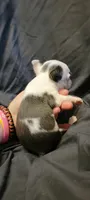 Roger, a male Boston Terrier for sale in Grand Rapids, MN – 5 of 5