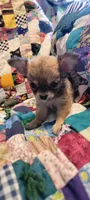 Nanni, a female Chihuahua for sale in Grand Rapids, MN – 3 of 5