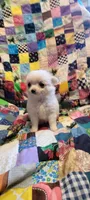 Snowball, a female Chihuahua for sale in Grand Rapids, MN – 2 of 7