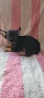 Robert, a male Chihuahua for sale in Grand Rapids, MN – 2 of 4