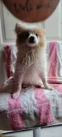 Wilbur, a male Pomeranian for sale in Grand Rapids, MN – 3 of 5