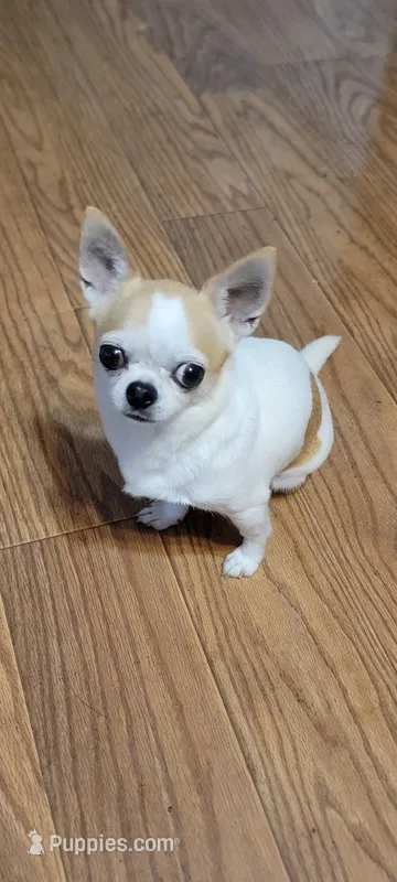 Sassy spayed  – Chihuahua puppy for sale in Grand Rapids, MN