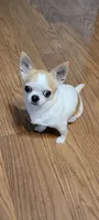 Sassy spayed , a female Chihuahua for sale in Grand Rapids, MN – 1 of 1