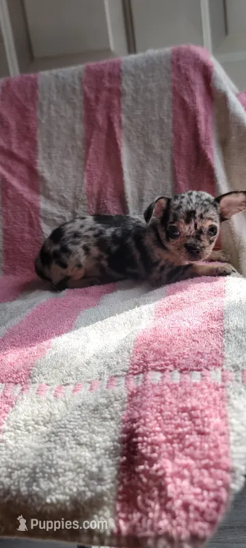 Alice – Chihuahua puppy for sale in Grand Rapids, MN