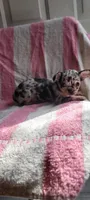 Alice, a female Chihuahua for sale in Grand Rapids, MN – 1 of 5