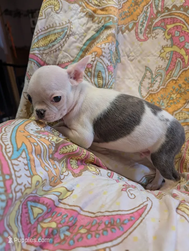 Duke – Boston Terrier puppy for sale in Grand Rapids, MN