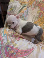 Duke, a male Boston Terrier for sale in Grand Rapids, MN – 1 of 7