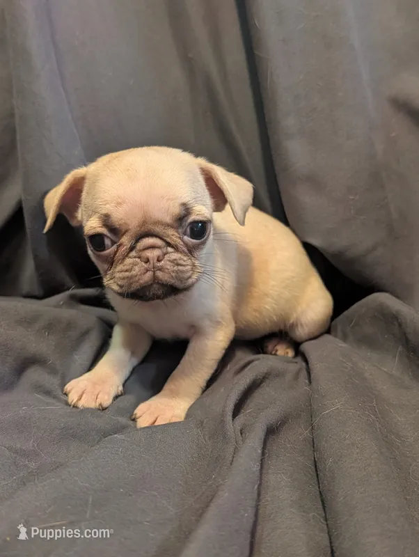 Honey – Pug puppy for sale in Grand Rapids, MN