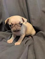 Honey, a female Pug for sale in Grand Rapids, MN – 1 of 3