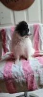 Moocow, a male Pomeranian for sale in Grand Rapids, MN – 2 of 4
