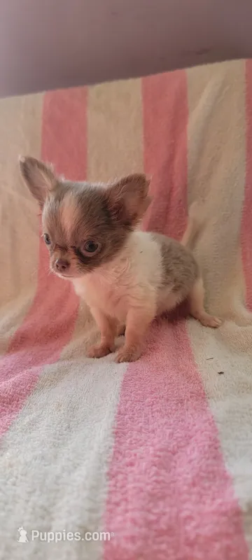 Tiny Squirt – Chihuahua puppy for sale in Grand Rapids, MN