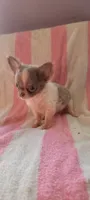 Tiny Squirt, a male Chihuahua for sale in Grand Rapids, MN – 1 of 4
