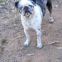 Mr. Beast, a male Pug for sale in Grand Rapids, MN – 1 of 1