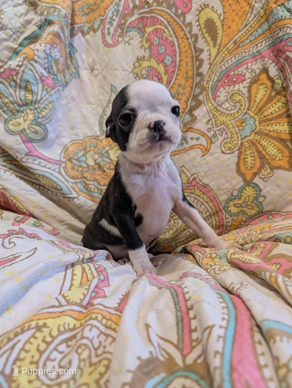Lil B – Boston Terrier puppy for sale in Grand Rapids, MN