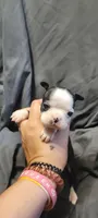 Lil B, a female Boston Terrier for sale in Grand Rapids, MN – 2 of 7