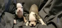 Lil B, a female Boston Terrier for sale in Grand Rapids, MN – 7 of 7