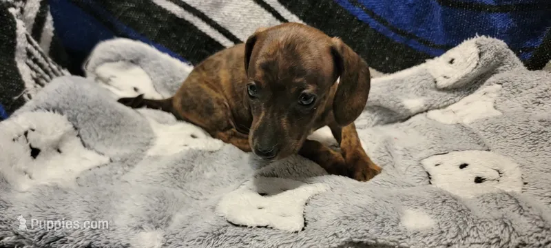 Snake dog – Miniature Dachshund puppy for sale in Grand Rapids, MN