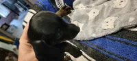Sneaky boy, a male Miniature Dachshund for sale in Grand Rapids, MN – 2 of 4