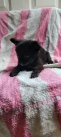 Bob, a male Pomchi for sale in Grand Rapids, MN – 5 of 5