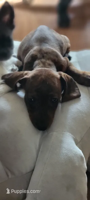 Snake dog – Miniature Dachshund puppy for sale in Grand Rapids, MN