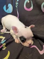 Spirit, a male Boston Terrier for sale in Grand Rapids, MN – 8 of 10