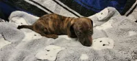Snake dog, a male Miniature Dachshund for sale in Grand Rapids, MN – 2 of 5