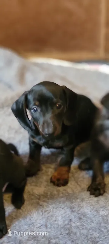 Sneaky boy – Miniature Dachshund puppy for sale in Grand Rapids, MN