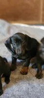 Sneaky boy, a male Miniature Dachshund for sale in Grand Rapids, MN – 1 of 5