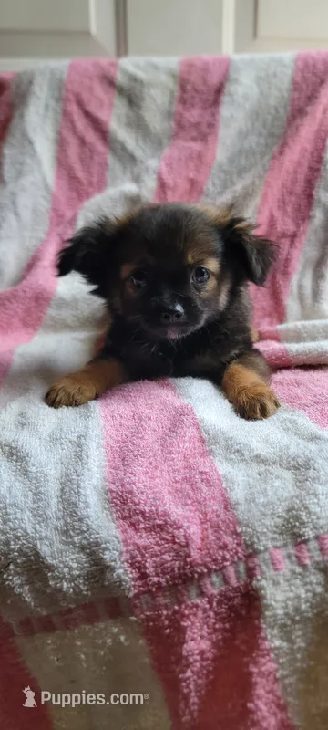 Henry – Pomchi puppy for sale in Grand Rapids, MN