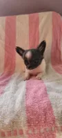 Lil Munchin, a male Chihuahua for sale in Grand Rapids, MN – 2 of 4