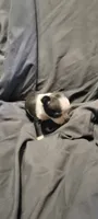 Lil B, a female Boston Terrier for sale in Grand Rapids, MN – 6 of 7