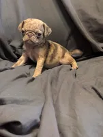 Hershey, a female Pug for sale in Grand Rapids, MN – 4 of 4
