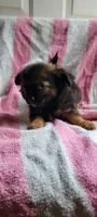 Henry, a male Pomchi for sale in Grand Rapids, MN – 2 of 3