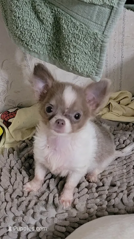 Tiny Squirt – Chihuahua puppy for sale in Grand Rapids, MN