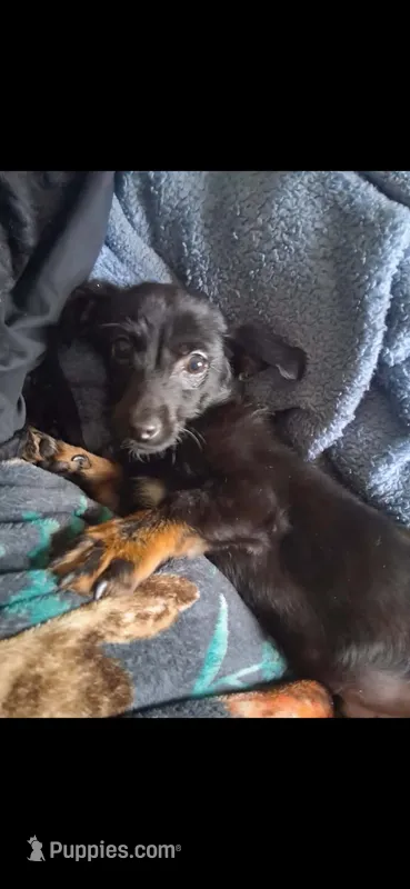 Loki – Chiweenie puppy for sale in Grand Rapids, MN
