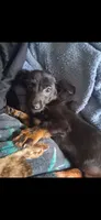 Loki, a male Chiweenie for sale in Grand Rapids, MN – 1 of 1
