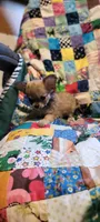 Nanni, a female Chihuahua for sale in Grand Rapids, MN – 2 of 5