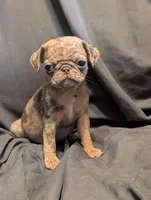 Hershey, a female Pug for sale in Grand Rapids, MN – 3 of 4